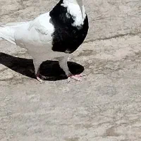 ماده طوقی سیاه مهر مهر
