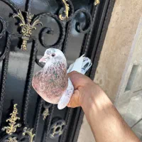 کبوتر سرور پرشی بلندی