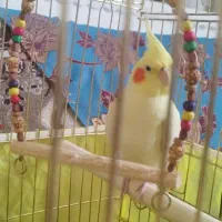 عروس هلندی پرنده
