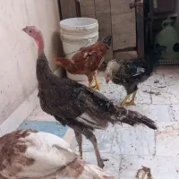 سه عدد بوقلمون و دوعدد خروس ۴ماه عالی وسالم