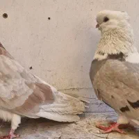 کبوتر &کفتر نوک ریز