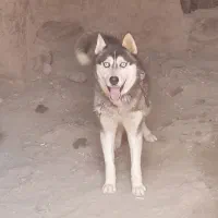 سگ هاسکی نر