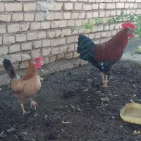 مرغ و خروس