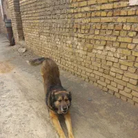 سگ سرابی