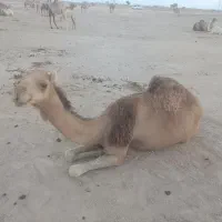 شتربابچه نر