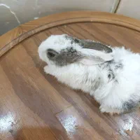 خرگوش