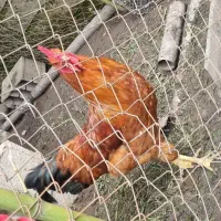 3تاخروس