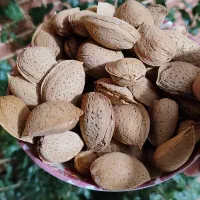 بادام سنگی