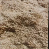 کاه گندم