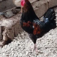 خروس محلی خون خالص