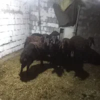 6عدد بره نر گوشتی