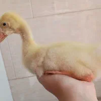 جوجه قوغاز دو ماهه
