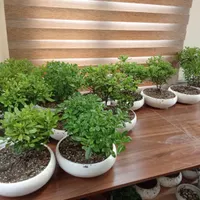 فروش گلدان بنسای|گل و گیاه طبیعی|تهران, زینبیه|دیوار