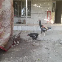 مرغ و خروس ذات دار حیوون سرو کله دار