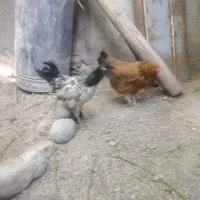 مرغ و خروس
