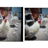 مرغ وخروس کوشین