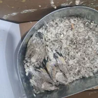 سهره بالغ وجوجه