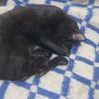 گربه