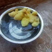جوجه قوغاز اصیل اوکراینی