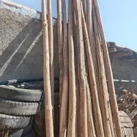 درخت چنار