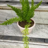 کاکتوسهای زیبا