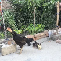 مرغ لاری نژاددار به همراه ۷ عدد جوجه لاری اصیل