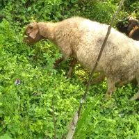 فروش گوسفند ماده جوان