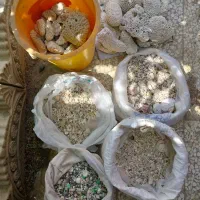 صدف آکواریوم