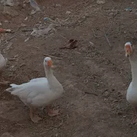 قاز|حیوانات مزرعه|سقز, |دیوار