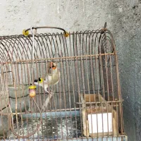 سهره دورگ و کرمونی