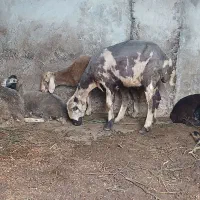 گوسفند با بره ماده