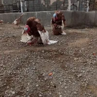 تخم بوقلمون برنز و بوربرون