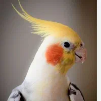 عروس هلندی دستی