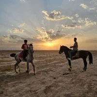 اسب در خرید وفروش