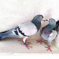 سایر|پرنده|خزل, |دیوار