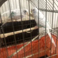 فروش یک جفت مرغ عشق