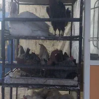 مرغ و خروس