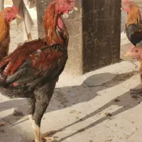 جوجه لاری نژاد اصیل