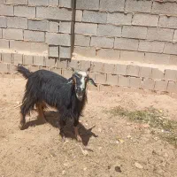 بز میش گوسفند کهره