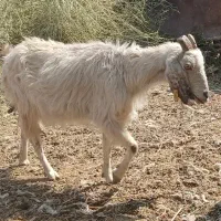 گوسفند