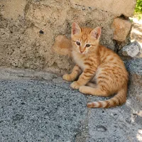 یک گربه گمشده