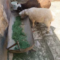 سه عدد بره