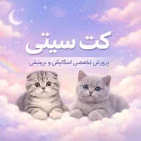 گربه اسکاتیش و بریتیش مجموعه کت سیتی