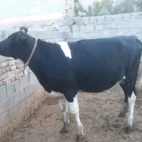 گاو شیری