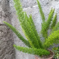 گیاه دم روباهی