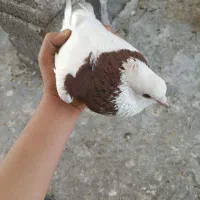 کبوتر