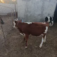 نژاد سیمینتال  اصل