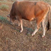 سه.عدد.گاو.نر