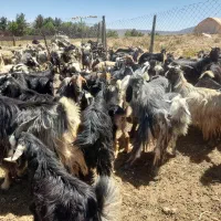 فروش ۶۰ راس بز داشتی و۴۰راس کهر