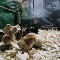 جوجه بومی